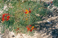 az-20