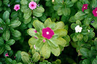 az-4.jpg