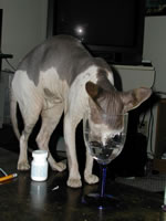 DSCN2095.jpg (26kb)