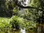 and more, just to let ya know i feel in this water with alligators (62kb)