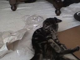 Banshee the cat (photo0204)